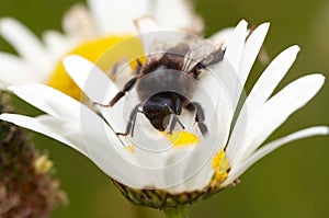 Pollination - bee on the flower