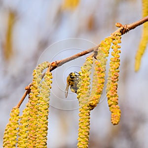 Pollination by bees earrings hazelnut. Flowering hazel hazelnut