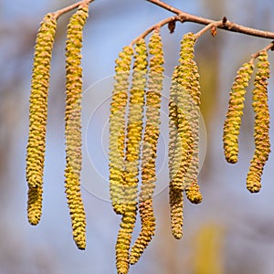 Pollination by bees earrings hazelnut. Flowering hazel hazelnut