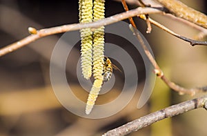 Pollination by bees earrings hazelnut. Flowering hazel hazelnut