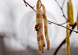 Pollination by bees earrings hazelnut. Flowering hazel hazelnut.