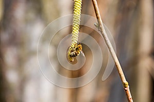 Pollination by bees earrings hazelnut. Flowering hazel hazelnut.