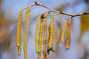 Pollination by bees earrings hazelnut. Flowering hazel hazelnut.