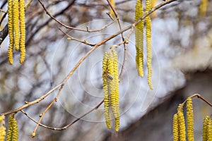 Pollination by bees earrings hazelnut. Flowering hazel hazelnut.