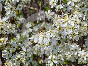 Pollination by bees of the flowers of the blackthorn