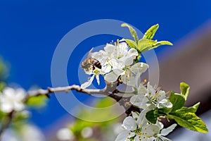 Pollination by bees of plum blossoms