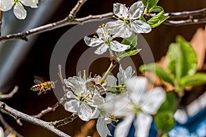 Pollination by bees of plum blossoms