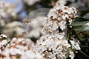 Pollination, bees and pollen