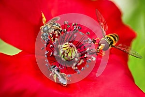 Pollination with Bees on a red blossom, insects and wildlife macro