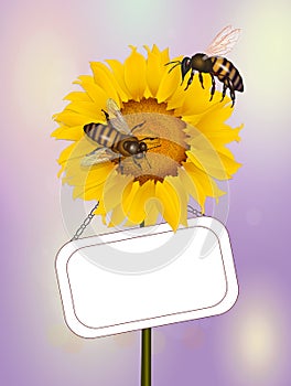 Pollination of bees on sunflower