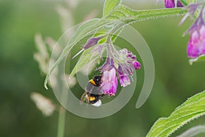 Buff-tailed Bumblebee on flower of Comfrey photo