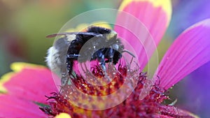 Pollination - bumble bee in flower