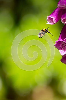 Pollination. Bumble bee with full polen sacs and proboscis extended ready to take nectar from foxglove garden flower.