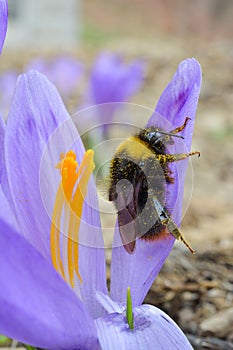 Pollination, bumblebee on early spring Saffron flower