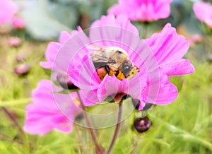 Pollination bumblebee eating pollen on cosmos flowers in field of touristic permaculture farm. Country life Ecosystem.