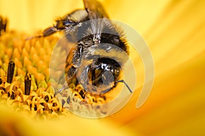 Pollination by a bumblebee of a flower/Closeup. Pollinations of concept