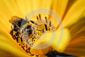 Pollination by a bumblebee of a flower/Closeup. Pollinations of concept