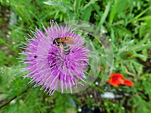 Pollination of burdock flower