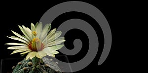 Pollination and cactus flower with isolated background