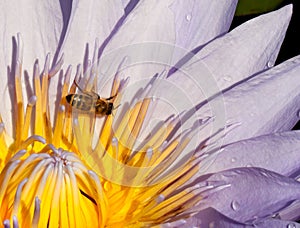 Pollination: Closeup of a water lily with bee