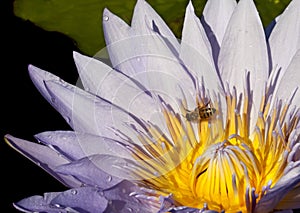 Pollination: Closeup of a water lily with bee