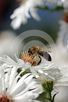 Pollination collect,