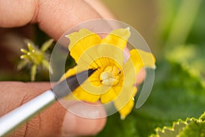 Pollination Of Cucumbers With Brush On Vegetable Garden Close Up