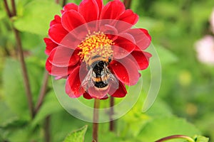 Pollination dahlia