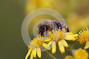 Pollination photo