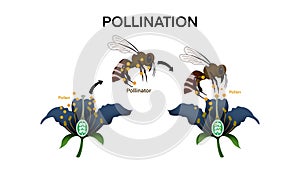 Pollination, Diagram showing pollination with flower and bee, process of cross pollination