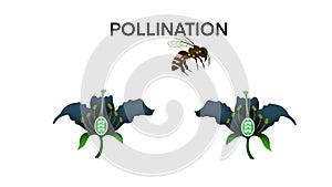 Pollination, Diagram showing pollination with flower and bee, process of cross pollination