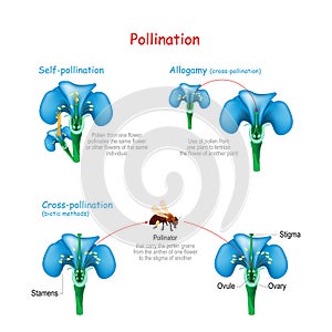 Pollination of the flower by bee