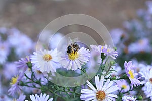 Pollination of flowers in autumn photo