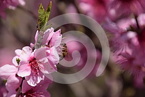 Pollination of flowers by bees peach.