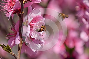 Pollination of flowers by bees peach.