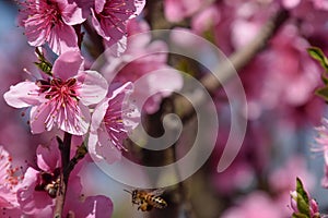 Pollination of flowers by bees peach.