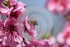 Pollination of flowers by bees peach.
