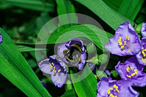 Pollination of flowers by insects. Bumblebee Latin: Bombus on purple flowers Tradescantia Latin: Tradescantia occidentalis. A