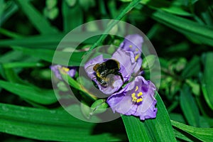 Pollination of flowers by insects. Bumblebee Latin: Bombus on purple flowers Tradescantia Latin: Tradescantia occidentalis. A