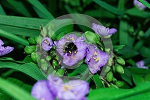 Pollination of flowers by insects. Bumblebee Latin: Bombus on purple flowers Tradescantia Latin: Tradescantia occidentalis in