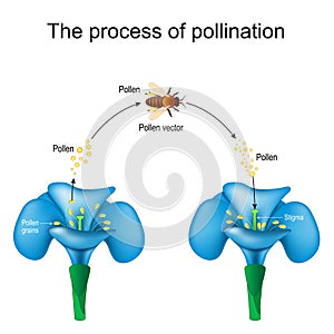 Pollination. Honey bee is an animal of pollinator, flower, and pollen