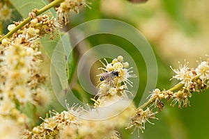 The pollination by insect bee at organic farm