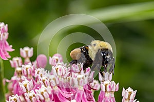 Closeup of pollen basket or sac of Eastern Bumble Bee on swamp milkweed wildflower. photo