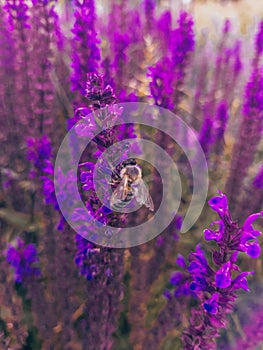 Pollination of long bright purple flowers