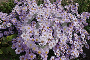 Pollination of pink flowers of Michaelmas daisies