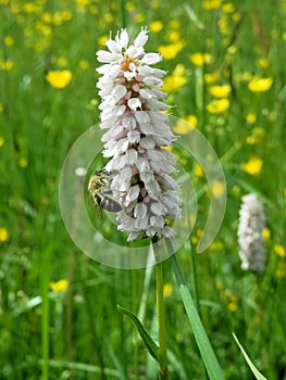 In pollination and plant nutrition of bees in the spring.