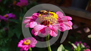 Pollination process - bee gathering pollen from a fully bloomed daisy flower