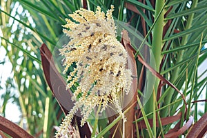 Pollination process of phoenix or date palm by