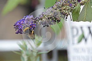 Pollination in progress as a bee is hard at work