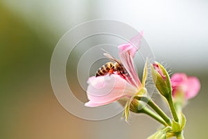 Pollination in progress. Cropped image of a bee sitting on a pink flower.